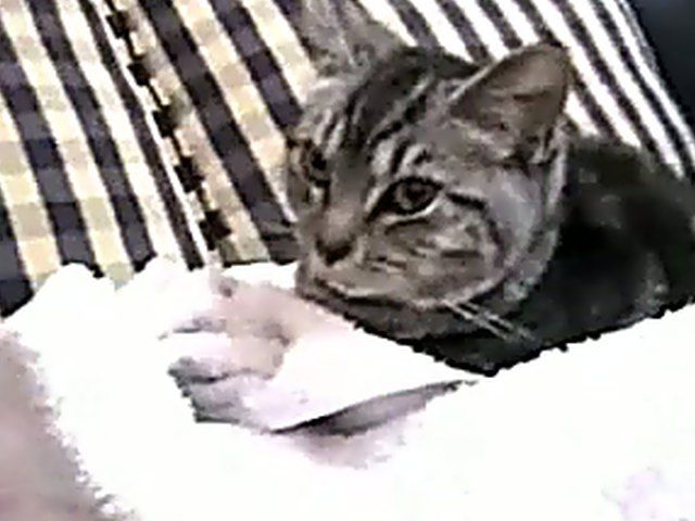 Young chick deep throats a big hard cock