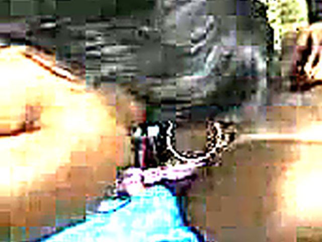 Ebony lesbians with massive tits play with toys