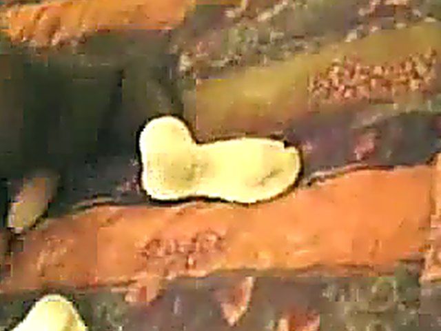 Chubby wife sucking and fucking a black cock