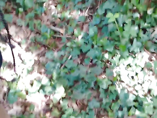 A babe gets fucked outside in the woods