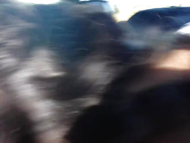 Brunette makes Blowjob in the Car