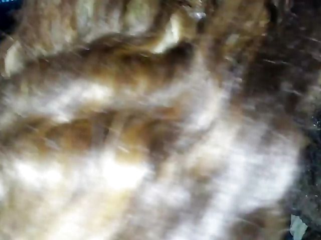 Chunky ebony amateur gives mouth job