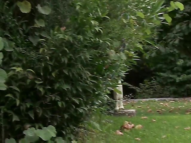 Blonde flaunts her huge natural tits in the pool