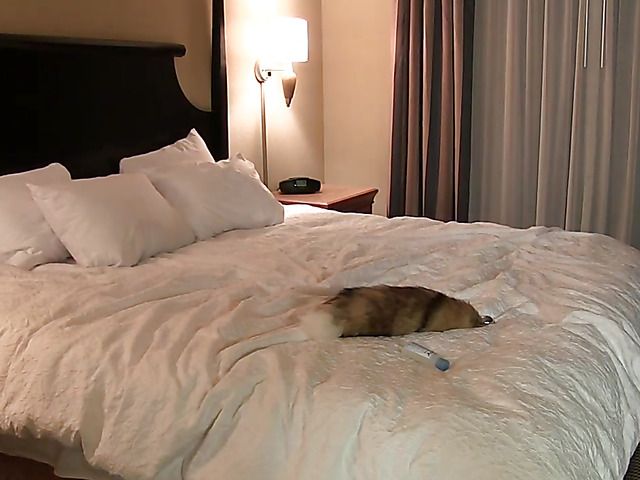 Amateur couple makes a sex tape