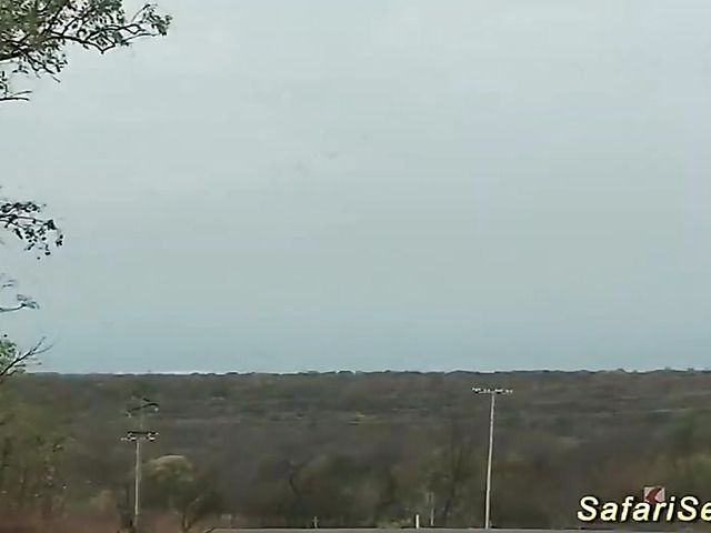 German guy fucks African hooker in her shaved pussy