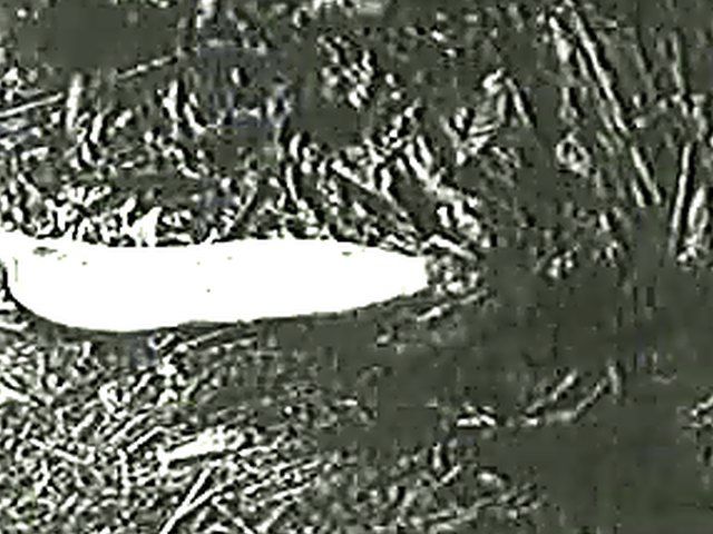 Vintage black and white porn with sexy ladies