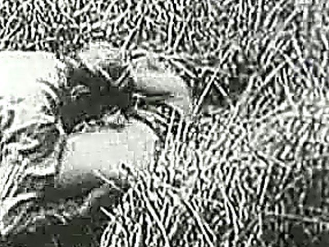 Vintage black and white porn with sexy ladies