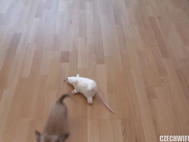 Young Czech couples doing dirty things