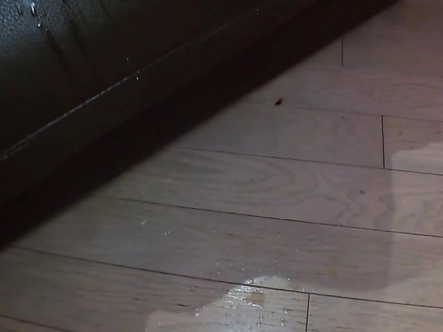 Shaved Japanese pussies exposed uncensored