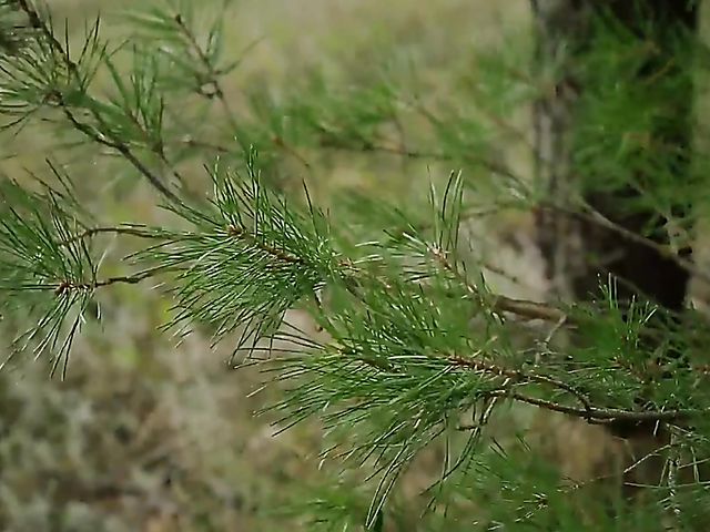 Flawless Alise Moreno gets naked in the woods