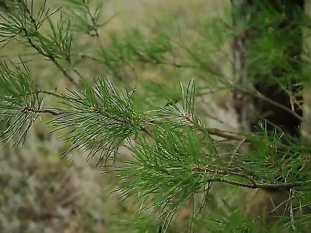 Flawless Alise Moreno gets naked in the woods