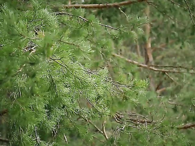 Flawless Alise Moreno gets naked in the woods