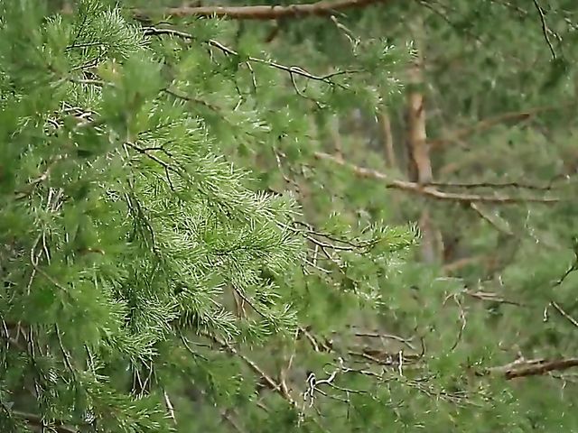 Flawless Alise Moreno gets naked in the woods