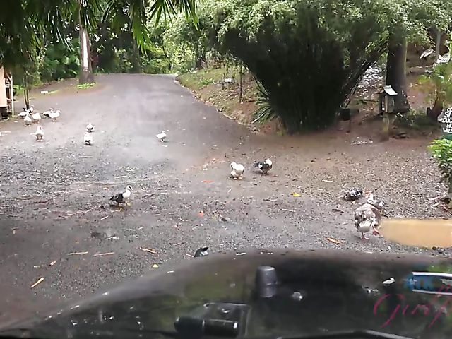 Car sex with his petite girlfriend Elsa Jean