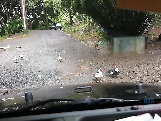 Car sex with his petite girlfriend Elsa Jean