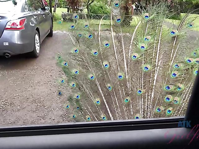 Car sex with his petite girlfriend Elsa Jean