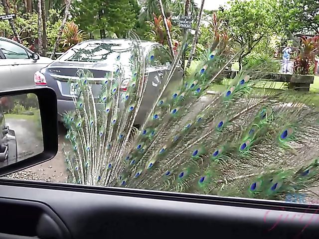 Car sex with his petite girlfriend Elsa Jean