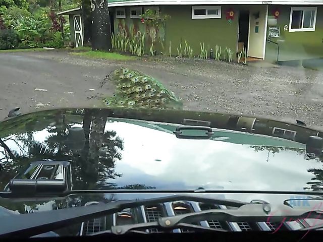 Car sex with his petite girlfriend Elsa Jean