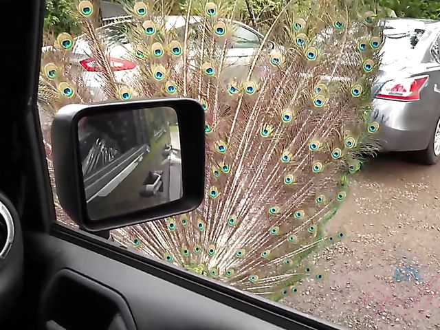 Car sex with his petite girlfriend Elsa Jean