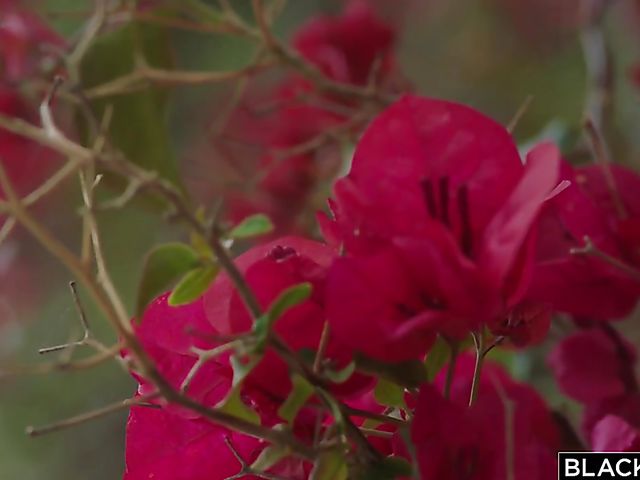 Hannah Hays first big black cock in her 18