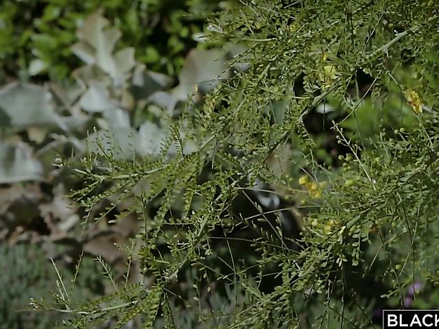 Kagney Linn Karter interracial craving satisfied